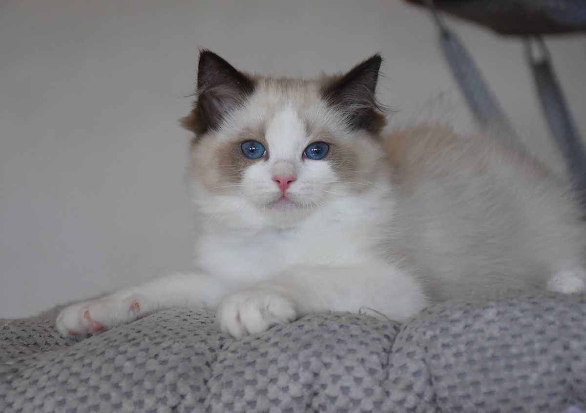 Ragdoll kotka Stella z rodowodem FIFe - Seal Bicolor