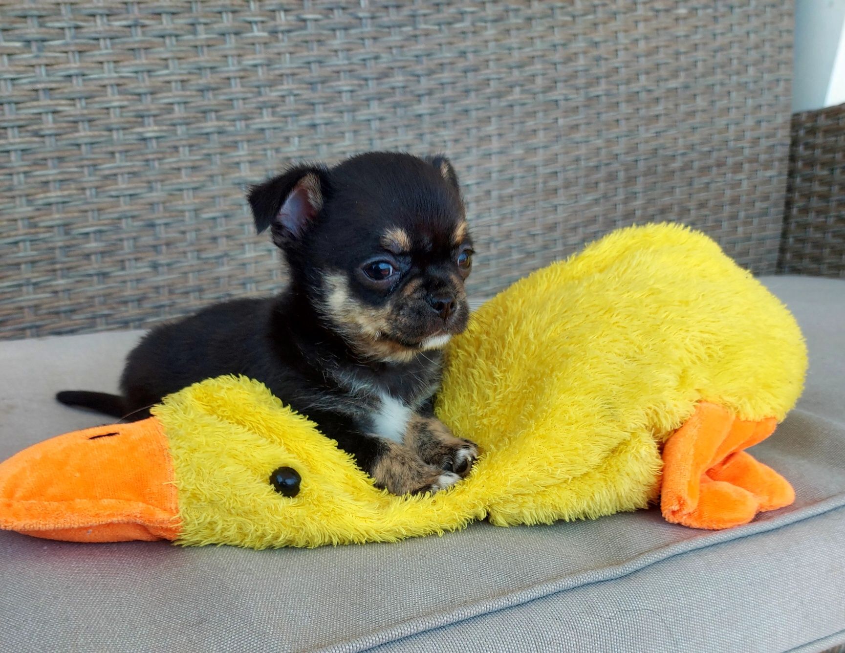 Espetacular Chihuahua Machinho