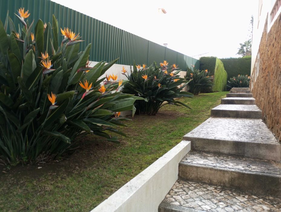 JARDINEIRO Manutenções construção jardins