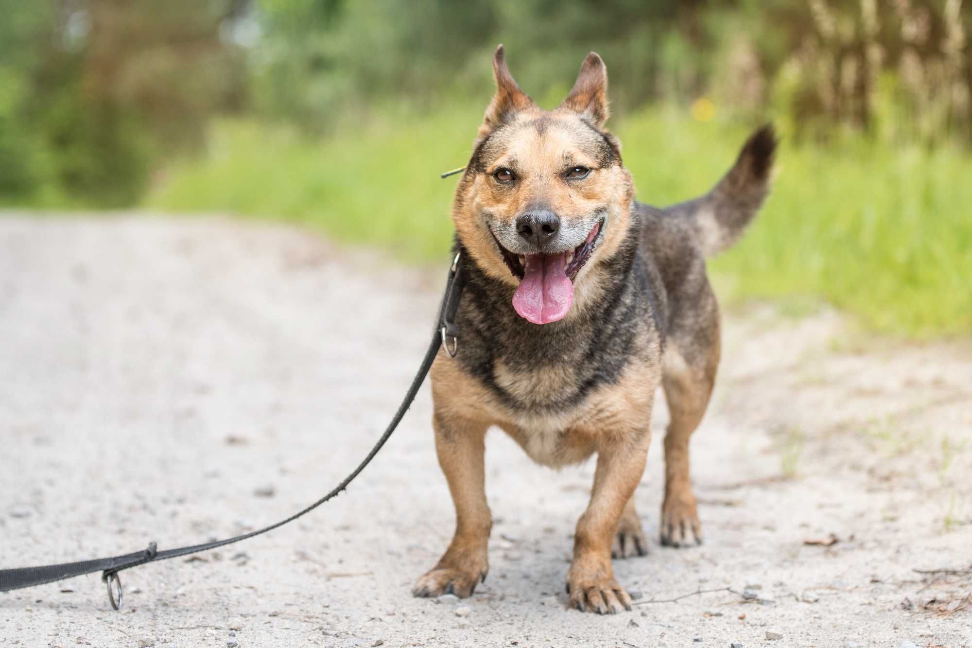 Zanzibar - cudny owczarek w ciele corgi
