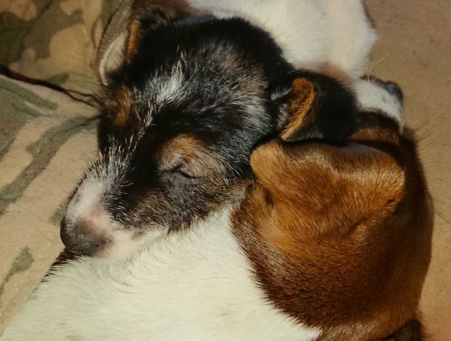 Suczka Pusia szczeniak Jack Russell Terrier Koszalin
