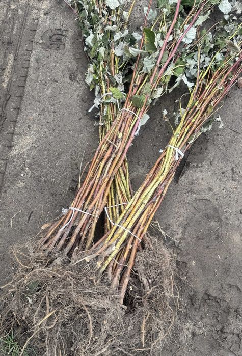 sprzedam sadzonki Malin - likwidacja plantacji