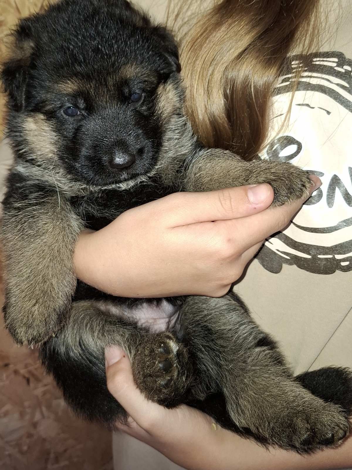 Цуценята німецької вівчарки