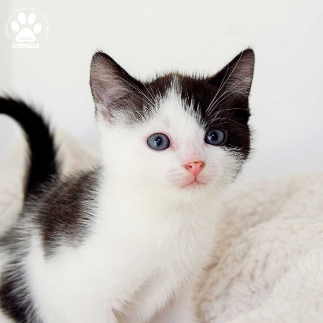 Małe koty do adopcji, Fado, Figaro i ich mama Frida szukają domów!