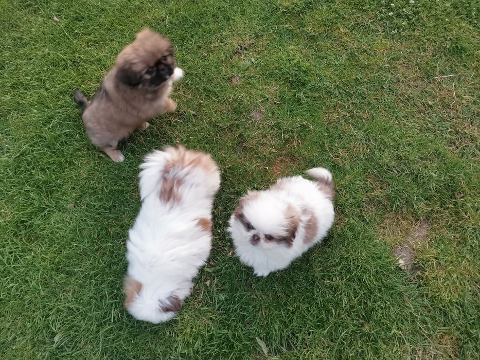 Pekińczyk Szczeniak Tricolor Nie Shih Tzu