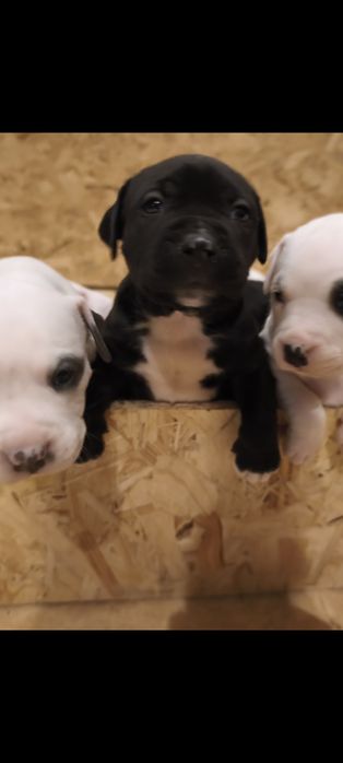 Amstaff szczeniak , samiec