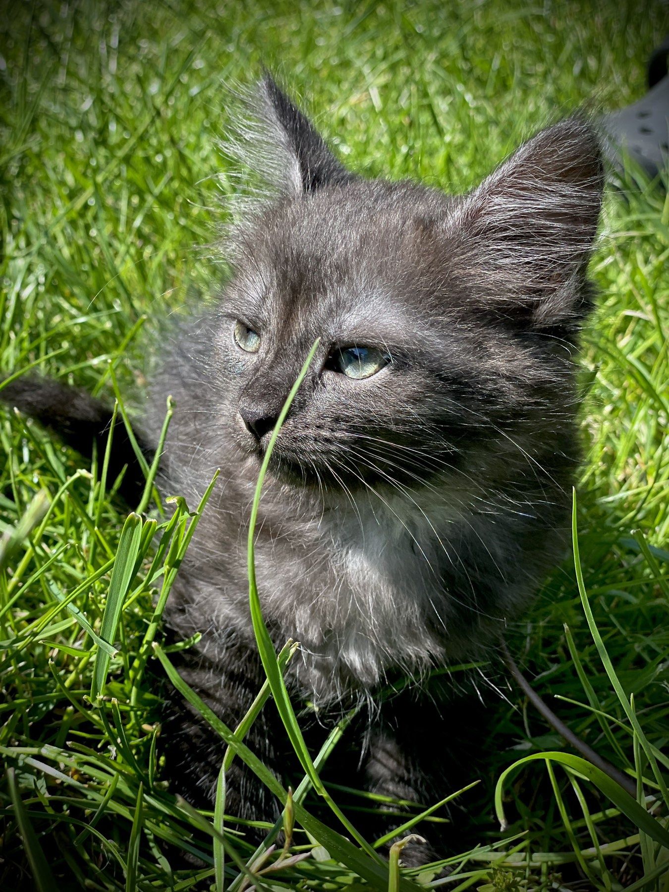 Отдам котят в хорошие руки!