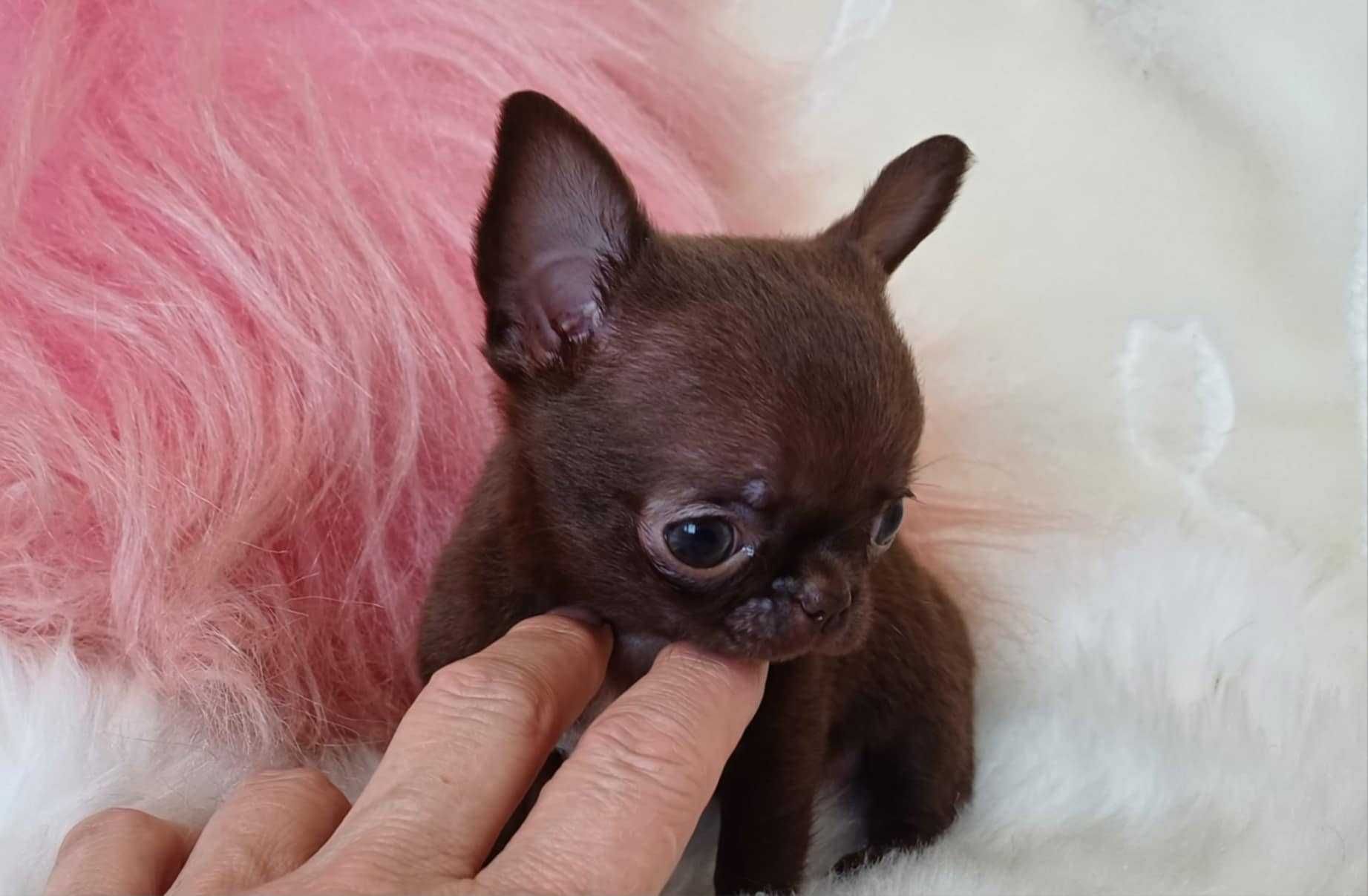 Chihuahua przepiękna trzymiesięczna mini czekoladowa dziewczynka