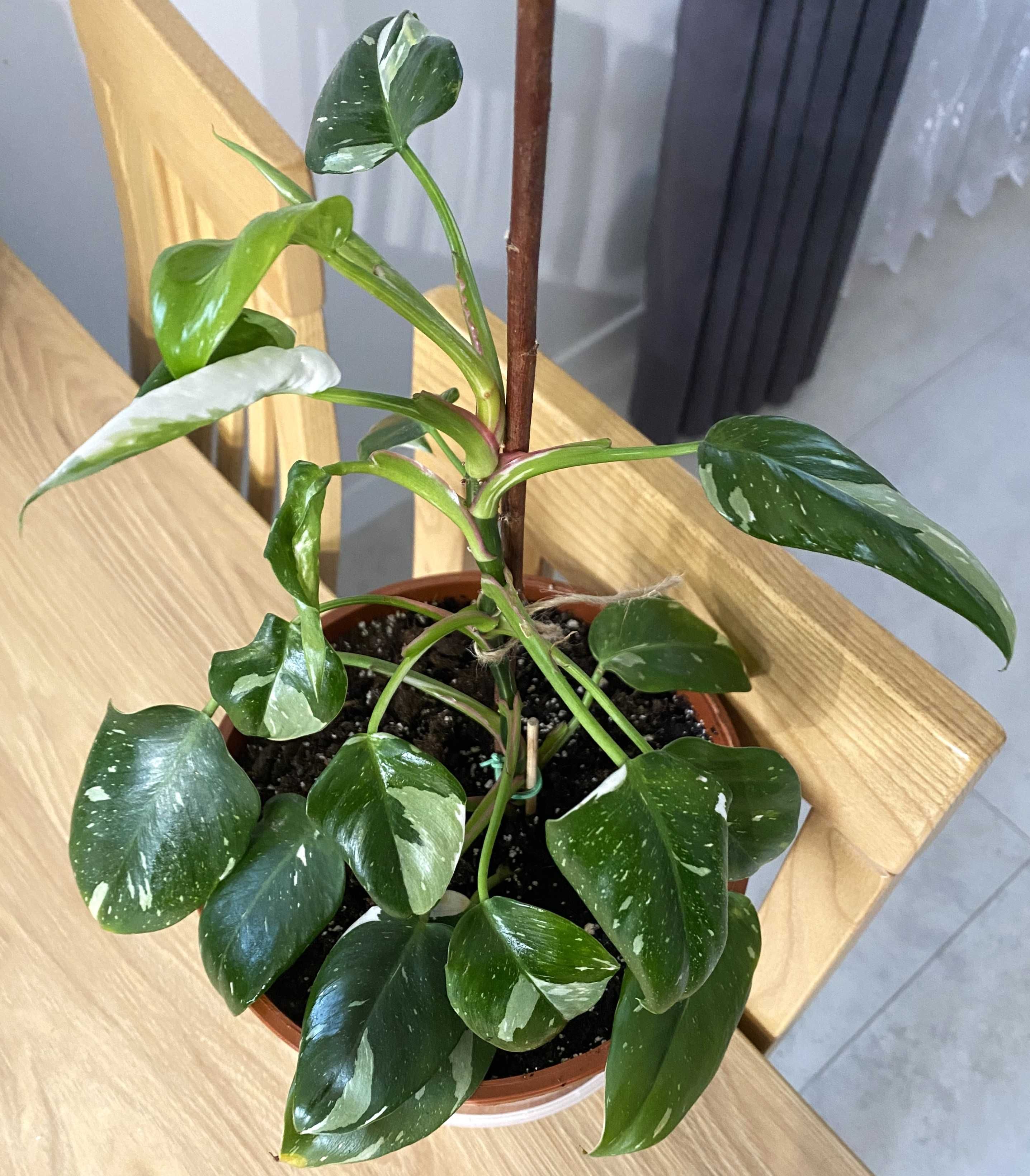 Filodendron White Princess, zdjęcia oferowanej rośliny, Z PARAPETU