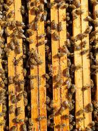 Pszczoły, rodziny pszczele, ramka wielkopolska