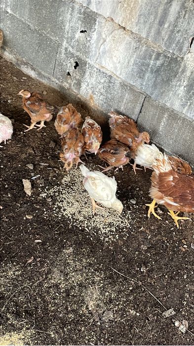 Frangos, Galos e patos