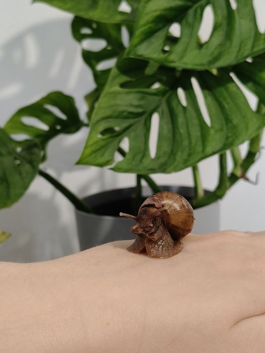 Oddam ślimaki afrykańskie