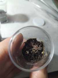 Acanthoscurria geniculata L1/L2 z pojemnikiem Dla początkujących