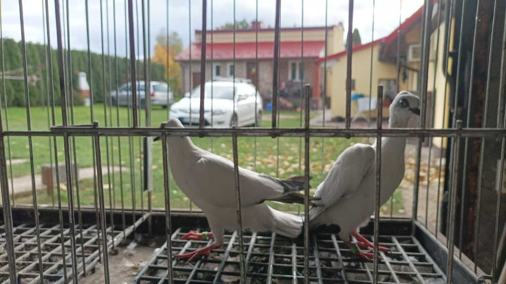 Gołębie Wiedeńskie 2025