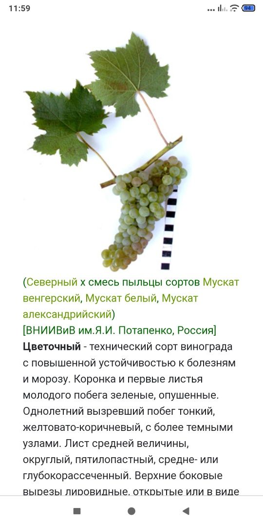 Саджанці виноград технічний,і столовий.персик,слива, черешня.абрикос