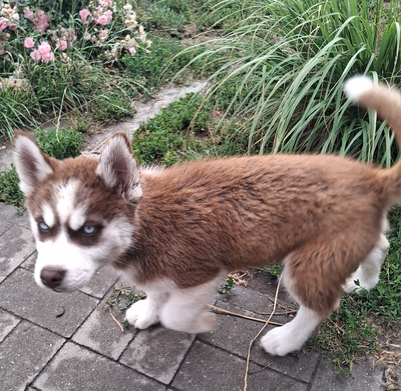 Syberian Husky szczenię