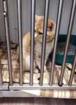 Nigel - piękny kocurek potrzebuje domu, opieki. Adopcja
