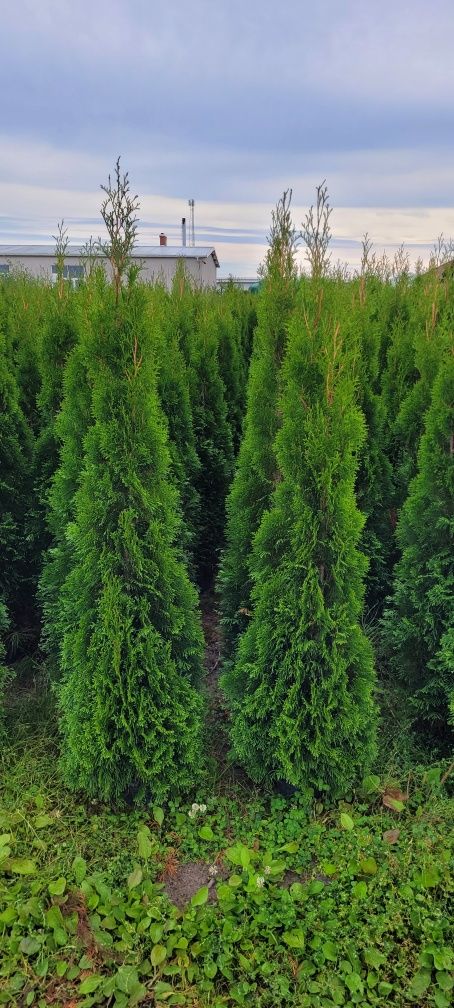 Tuja Smaragd 100 cm tuje szmaragd 140 thuja 100 leszno 150