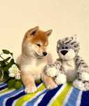 shiba piesek ZKwP