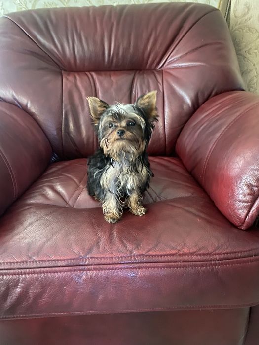 Продам цуценя Йорка