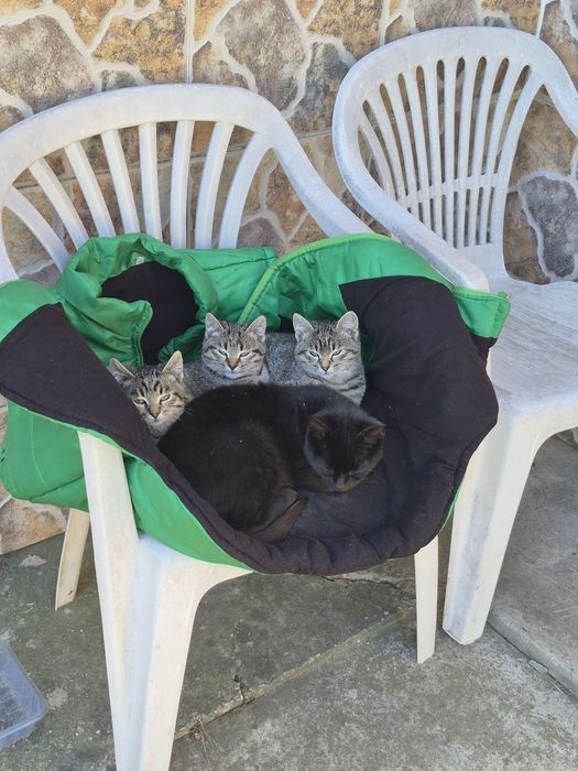 Пухнасте щастя шукає родину!