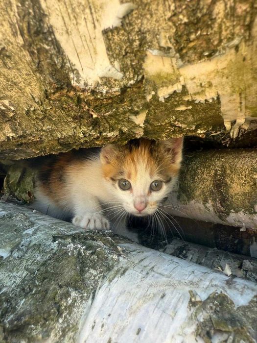 Oddam małe kotki koty za darmo kot