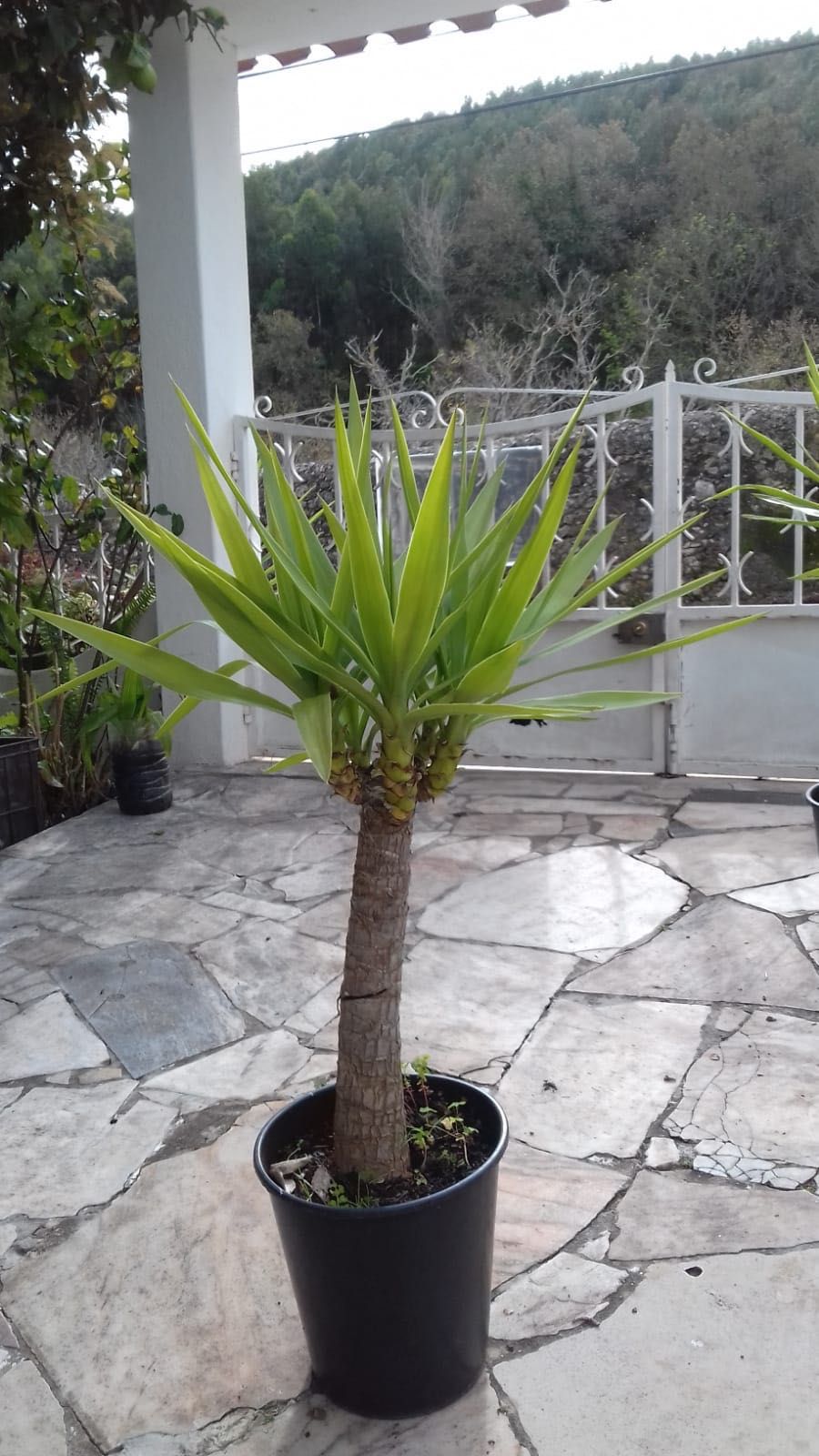 Yuca planta em vaso