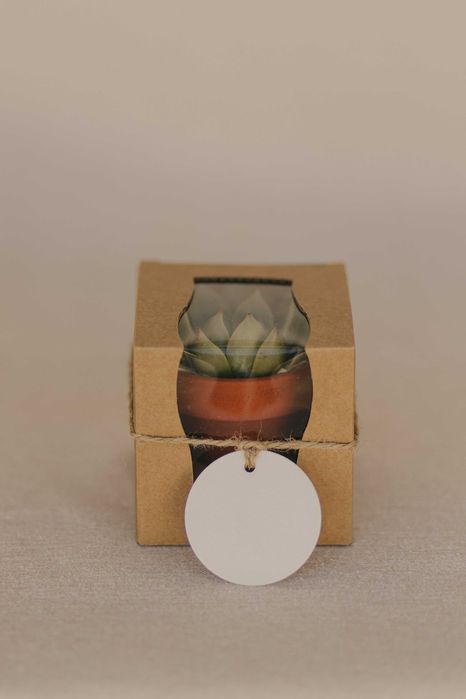 Mini suculenta com caixa individual