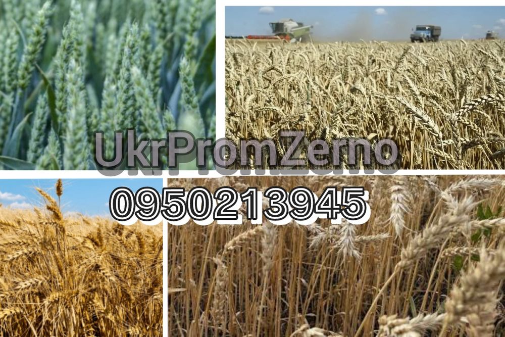 Насіння пшениці Реформ