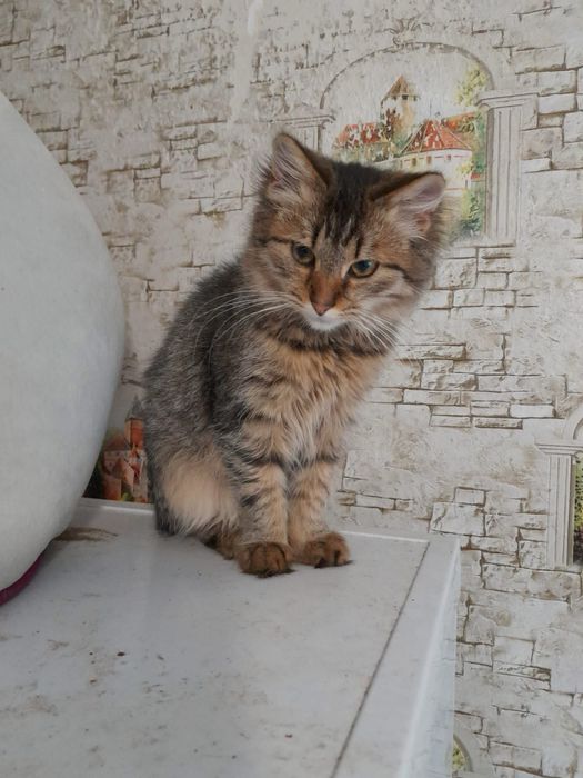 Котенята шукають сімʼї