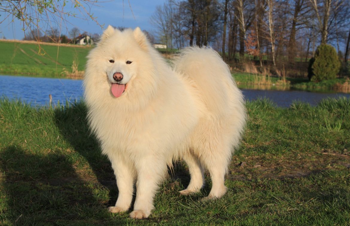 Suczka Samoyed Samojed Zapraszamy