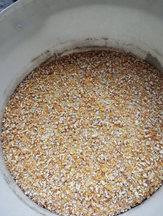 Kukurydza sucha drobna