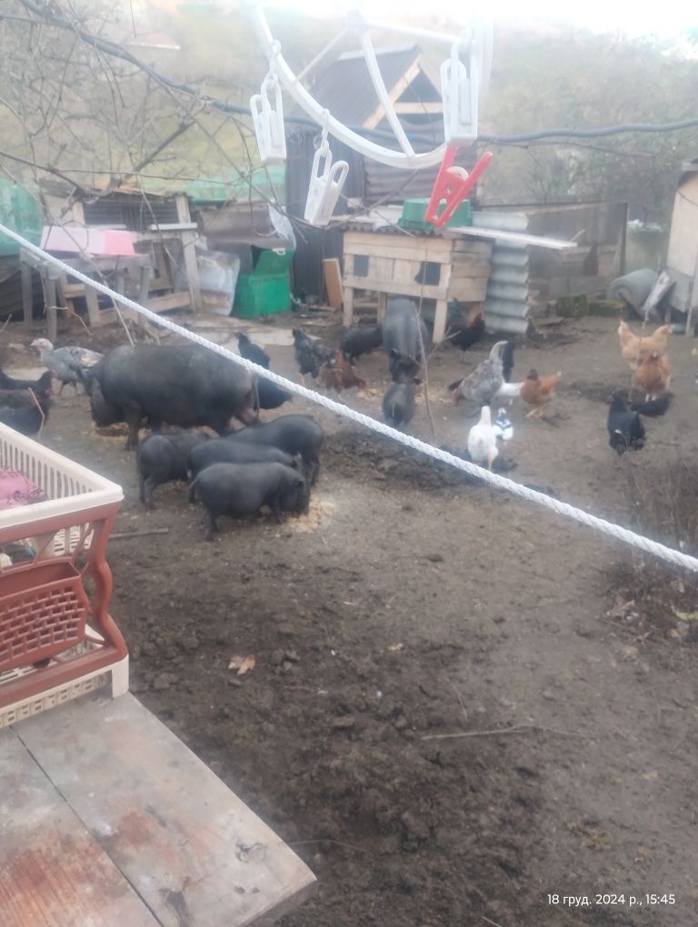 Продам поросят вьетнамских