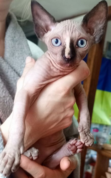 Продам кошеня канадського сфінкса