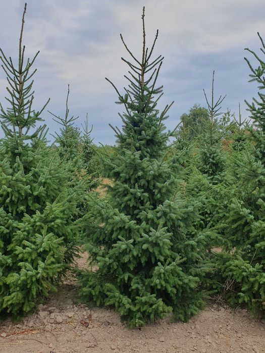 Świerk serbski PICEA OMORICA 400-600cm Kopane Maszyną TRANSpor PREMIUM