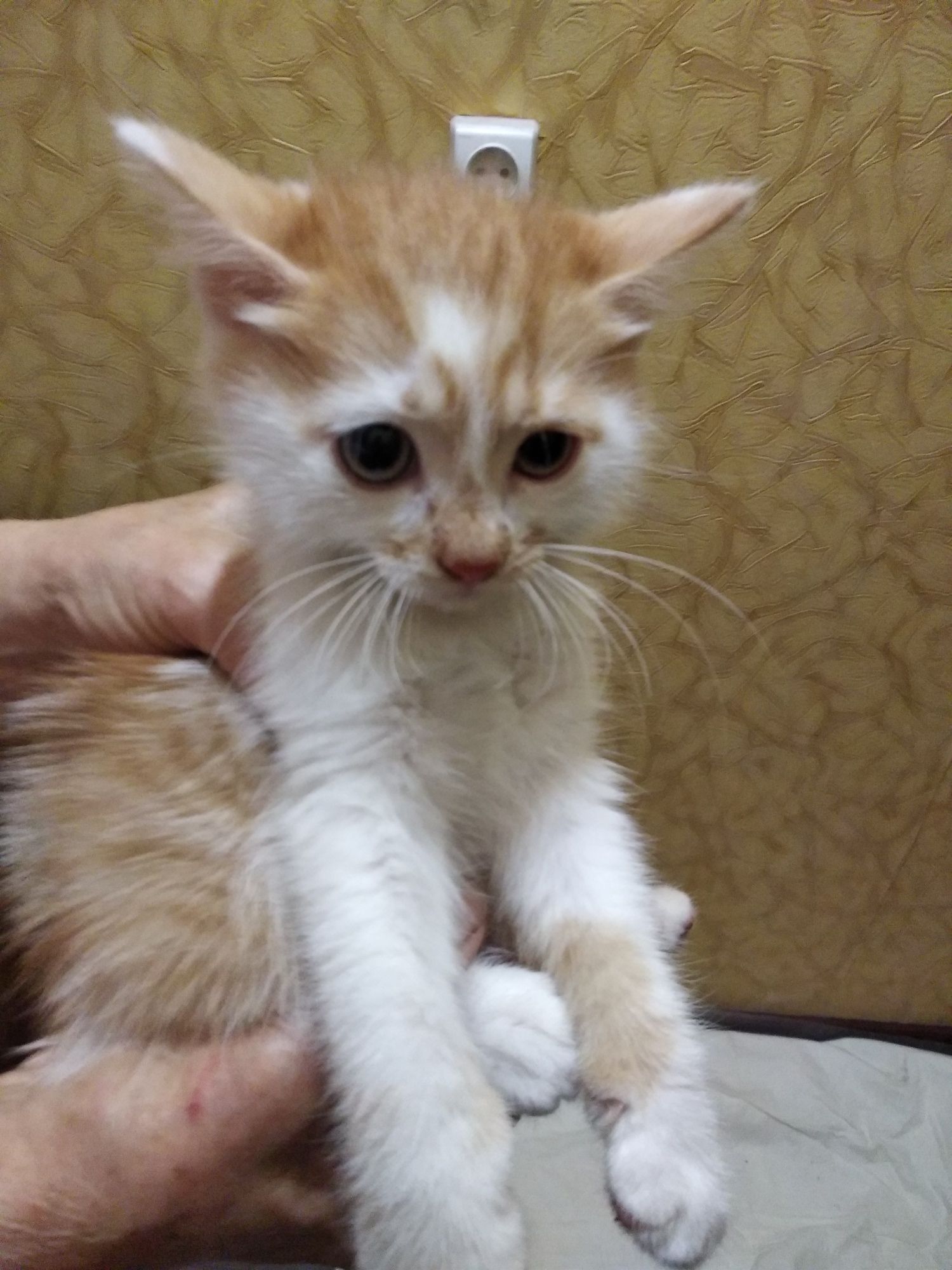 Красивые котята.