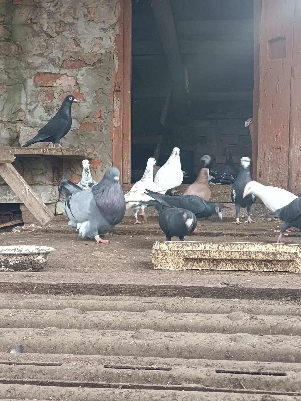 Продам голубів дракони