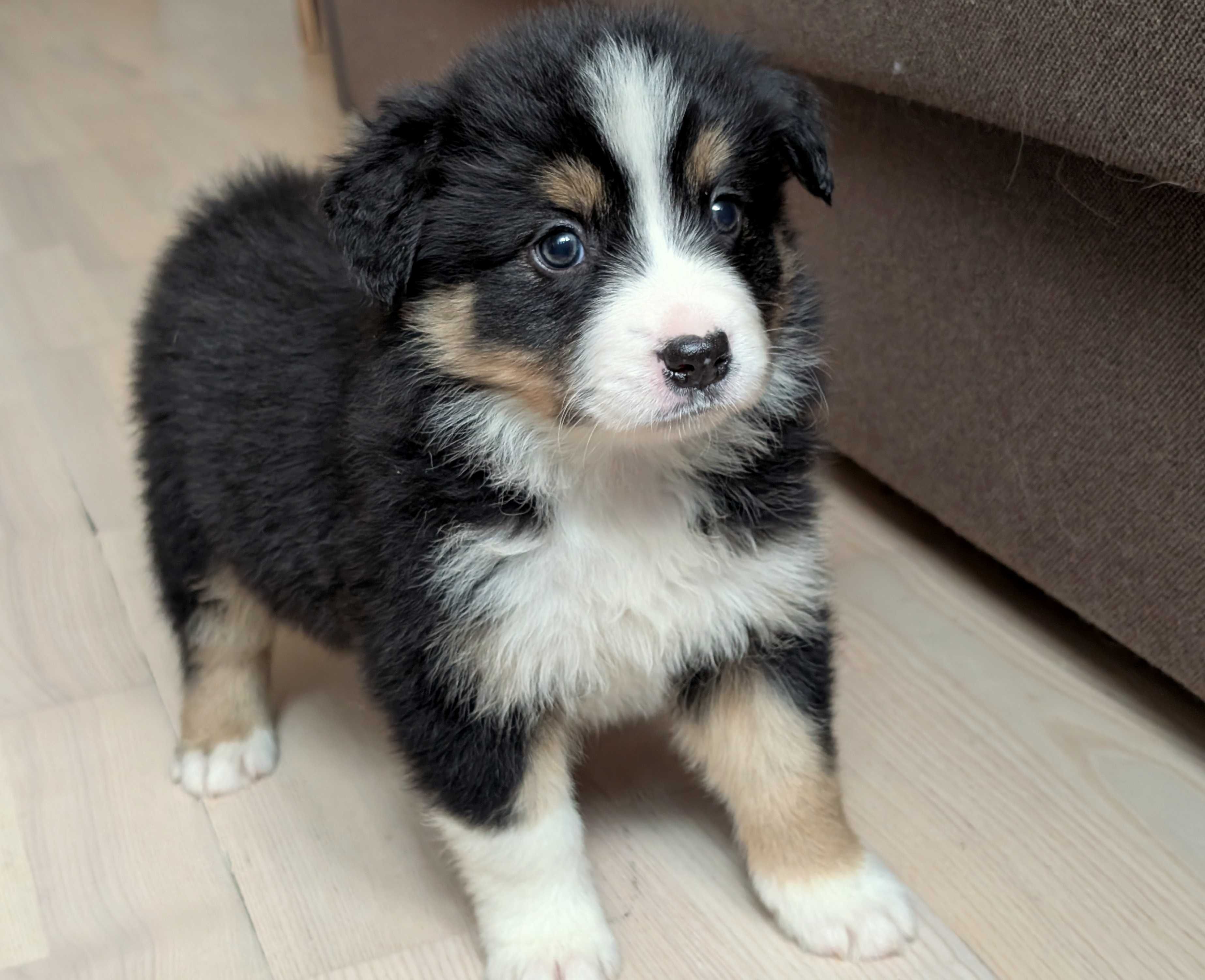 Border Collie sunia suczka przebadani rodzice do odbioru