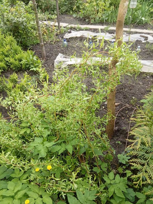 Верба королівська кучерява