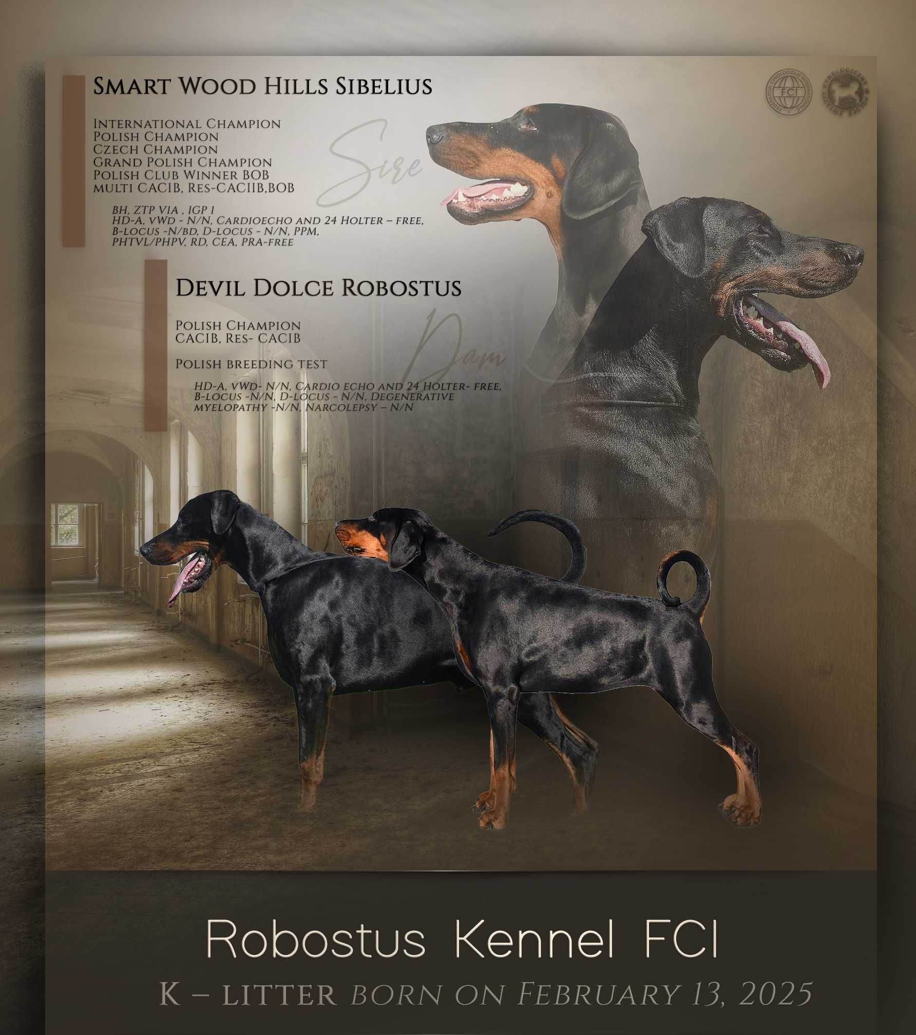 Doberman piesek FCI