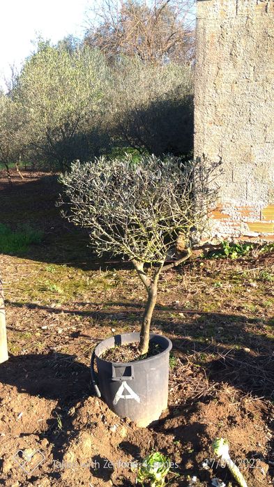 Árvores de Oliveira.