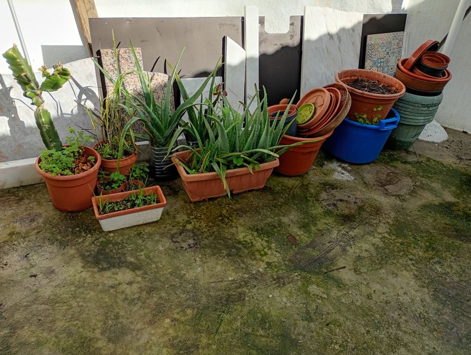 Vasos com Plantas e Vasos Vazios