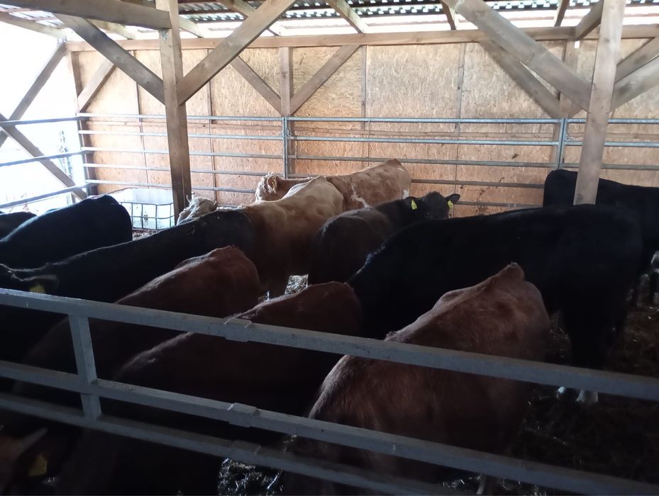 Sprzedam byki miesne