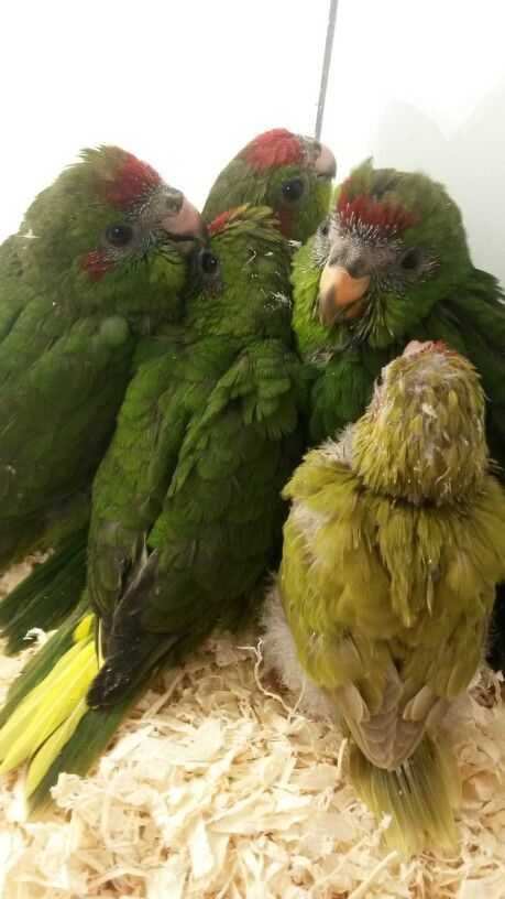 Vendo red ramp bebés