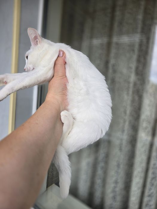 Киця в добрі ручки!