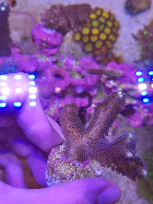 Vários corais desde 10 eur