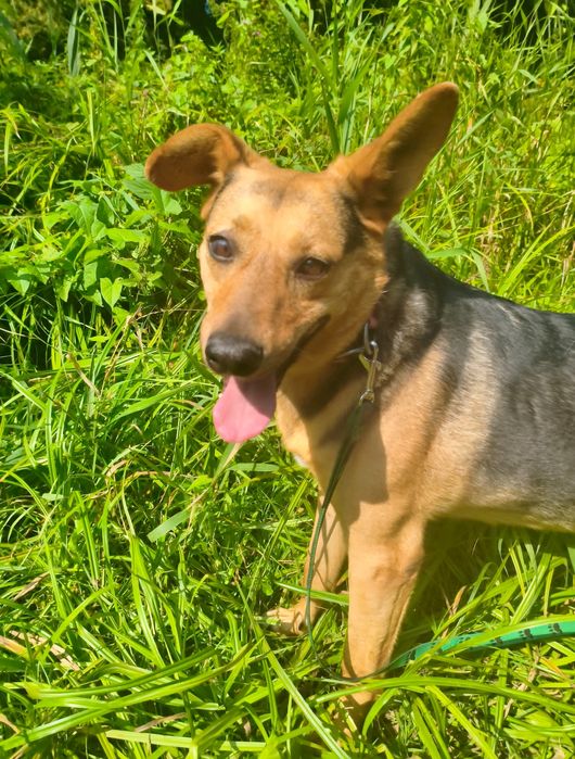 Łagodny, kochany, uwielbia przytulanie i głaskanie-Bueno