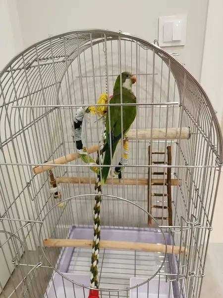 Велика клітка Lucky Birds для середніх папуг, 100 х 52 х 48 см,жако