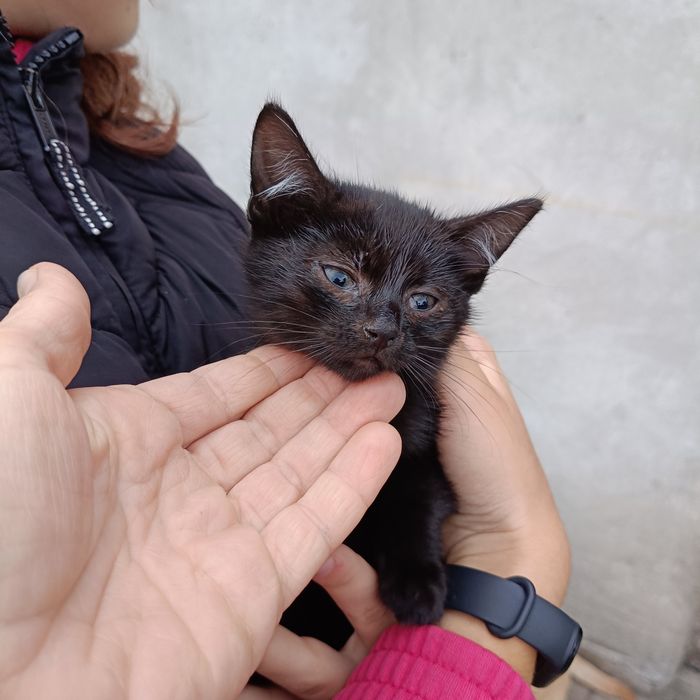 Oddam kotka za darmo