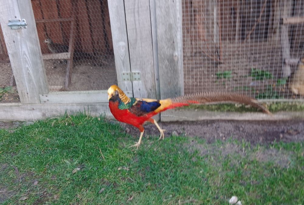 Bażant czerwony złocisty Górnik